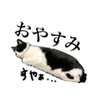 ハチワレ猫のほわ（個別スタンプ：15）