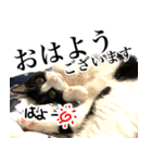 ハチワレ猫のほわ（個別スタンプ：16）