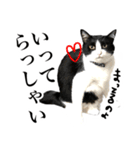 ハチワレ猫のほわ（個別スタンプ：17）