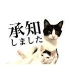 ハチワレ猫のほわ（個別スタンプ：21）