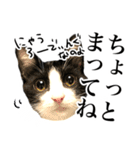 ハチワレ猫のほわ（個別スタンプ：26）