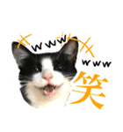 ハチワレ猫のほわ（個別スタンプ：27）