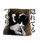 ハチワレ猫のほわ（個別スタンプ：29）