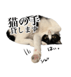 ハチワレ猫のほわ（個別スタンプ：31）