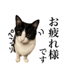 ハチワレ猫のほわ（個別スタンプ：32）