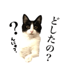ハチワレ猫のほわ（個別スタンプ：33）