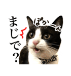 ハチワレ猫のほわ（個別スタンプ：35）