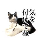 ハチワレ猫のほわ（個別スタンプ：36）