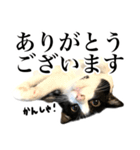 ハチワレ猫のほわ（個別スタンプ：37）