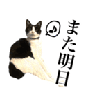 ハチワレ猫のほわ（個別スタンプ：38）
