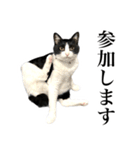 ハチワレ猫のほわ（個別スタンプ：39）