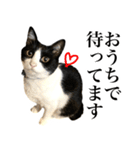 ハチワレ猫のほわ（個別スタンプ：40）