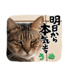 うちの子4にゃんスタンプ日常（個別スタンプ：1）