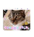 うちの子4にゃんスタンプ日常（個別スタンプ：2）