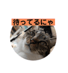 うちの子4にゃんスタンプ日常（個別スタンプ：3）