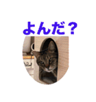 うちの子4にゃんスタンプ日常（個別スタンプ：5）
