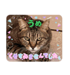 うちの子4にゃんスタンプ日常（個別スタンプ：6）