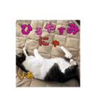 うちの子4にゃんスタンプ日常（個別スタンプ：7）