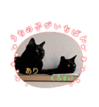 うちの子4にゃんスタンプ日常（個別スタンプ：9）