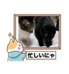 うちの子4にゃんスタンプ日常（個別スタンプ：11）