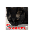 うちの子4にゃんスタンプ日常（個別スタンプ：14）