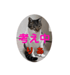 うちの子4にゃんスタンプ日常（個別スタンプ：15）