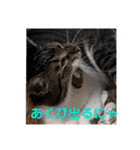 うちの子4にゃんスタンプ日常（個別スタンプ：16）
