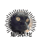 うちの子4にゃんスタンプ日常（個別スタンプ：19）
