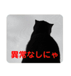 うちの子4にゃんスタンプ日常（個別スタンプ：20）