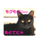 うちの子4にゃんスタンプ日常（個別スタンプ：21）