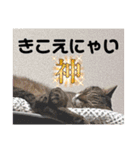 うちの子4にゃんスタンプ日常（個別スタンプ：26）
