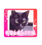 うちの子4にゃんスタンプ日常（個別スタンプ：27）