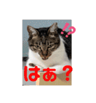 うちの子4にゃんスタンプ日常（個別スタンプ：29）