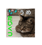 うちの子4にゃんスタンプ日常（個別スタンプ：30）