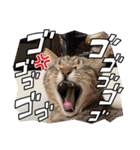 うちの子4にゃんスタンプ日常（個別スタンプ：33）
