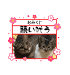 うちの子4にゃんスタンプ日常（個別スタンプ：40）