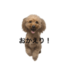 愛犬ココのスタンプ①（個別スタンプ：1）