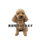 愛犬ココのスタンプ①（個別スタンプ：3）