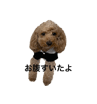 愛犬ココのスタンプ①（個別スタンプ：6）