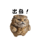 猫は騒々しい-可愛い笑顔（個別スタンプ：1）