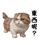 猫は騒々しい-可愛い笑顔（個別スタンプ：9）