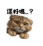 猫は騒々しい-可愛い笑顔（個別スタンプ：23）