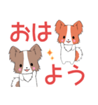 飛び出す！ちびパピヨン1（個別スタンプ：1）