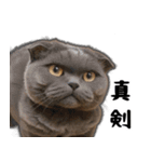 猫は騒々しい-可愛い笑顔 - JP（個別スタンプ：20）