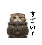 猫は騒々しい-可愛い笑顔 - JP（個別スタンプ：24）