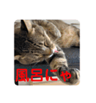 うちの子4にゃんスタンプ日常2（個別スタンプ：1）