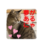 うちの子4にゃんスタンプ日常2（個別スタンプ：2）