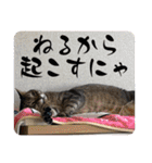 うちの子4にゃんスタンプ日常2（個別スタンプ：5）