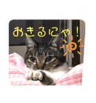 うちの子4にゃんスタンプ日常2（個別スタンプ：7）