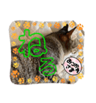 うちの子4にゃんスタンプ日常2（個別スタンプ：8）